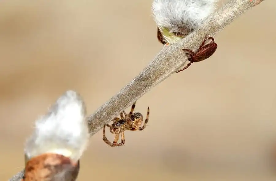 Действие лизоцимов и других защитных механизмов клещей на боррелий Действие лизоцимов и других защитных механизмов клещей на боррелий