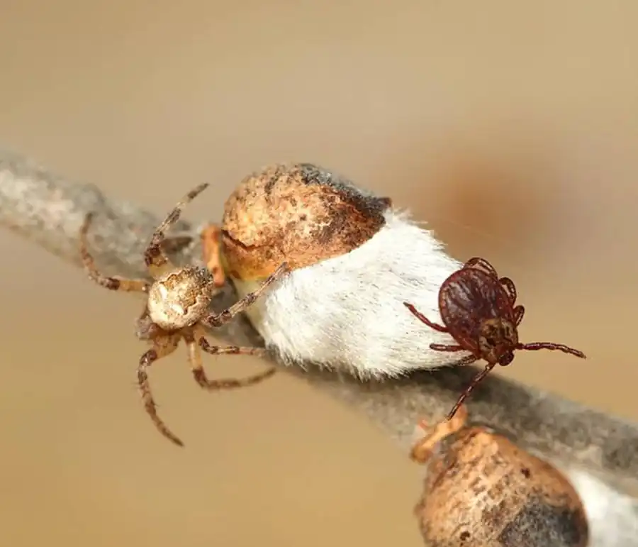 Генетическое разнообразие популяции возбудителей Генетическое разнообразие популяции возбудителей
