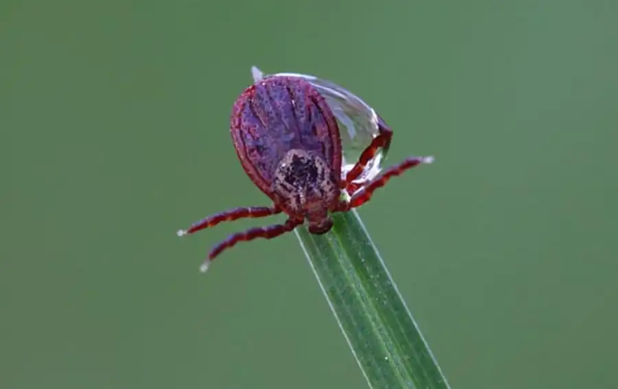 Реакции клеточных элементов гемолимфы на возбудителей