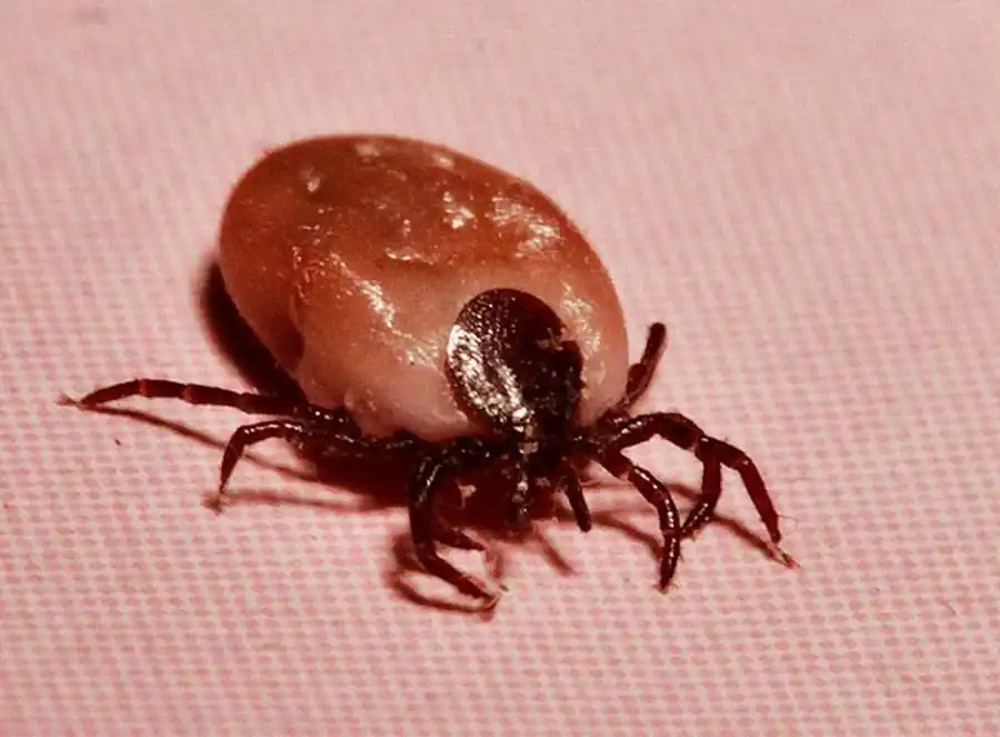 Гемолимфа активно омывает органы клещей Гемолимфа активно омывает органы клещей