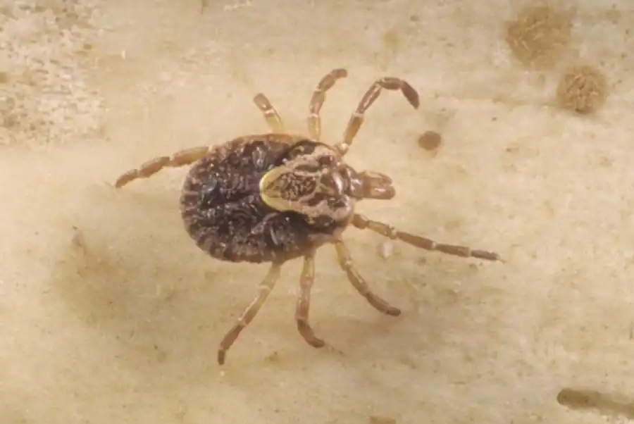 Основные типы гемоцитов иксодового клеща Основные типы гемоцитов иксодового клеща