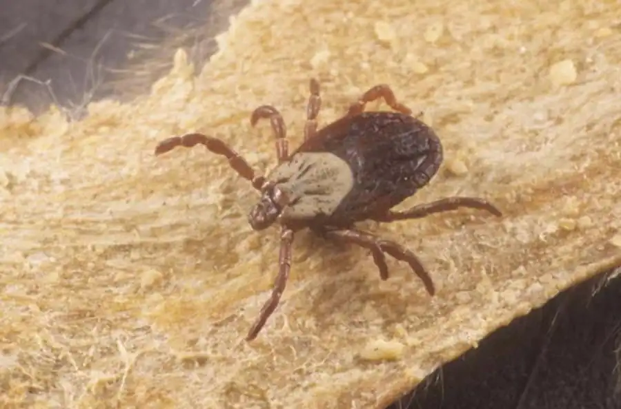 Клеточная реакция беспозвоночного хозяина-клеща Клеточная реакция беспозвоночного хозяина-клеща