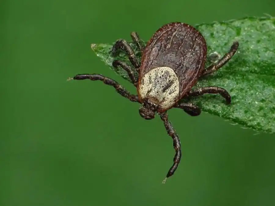 Наличие риккетсий в гемоцитах Наличие риккетсий в гемоцитах