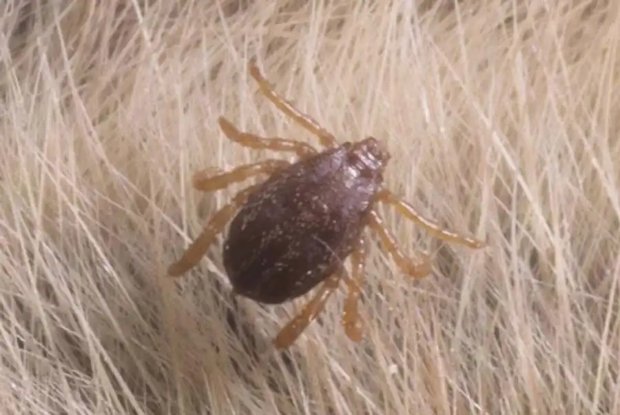 Распределение патогенов в органах и тканях клещей Распределение патогенов в органах и тканях клещей