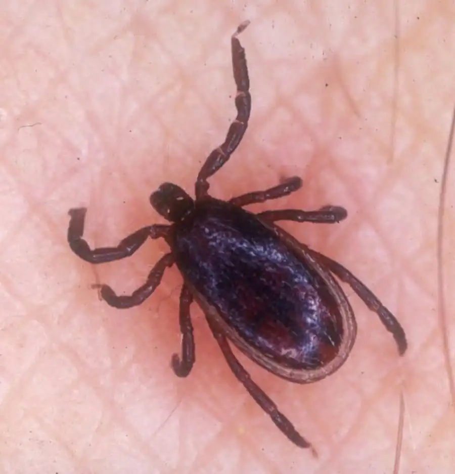 Системный подход к инфекциям, передаваемым клещами Системный подход к инфекциям, передаваемым клещами