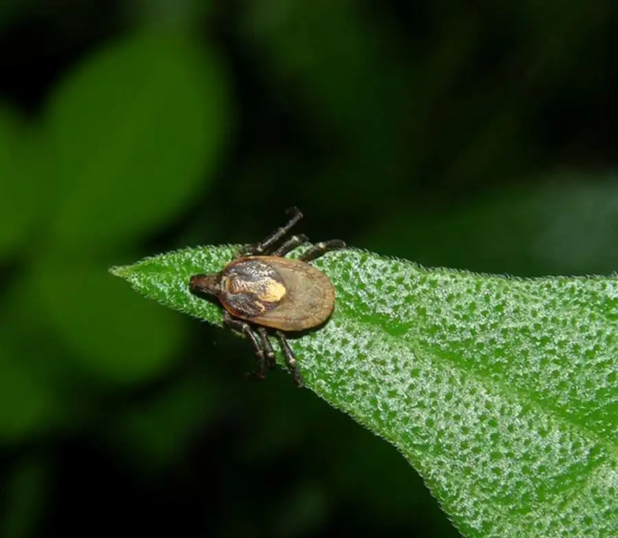 Положительным таксисом к различным клеткам слюнных желез обладают практически все возбудители Положительным таксисом к различным клеткам слюнных желез обладают практически все возбудители