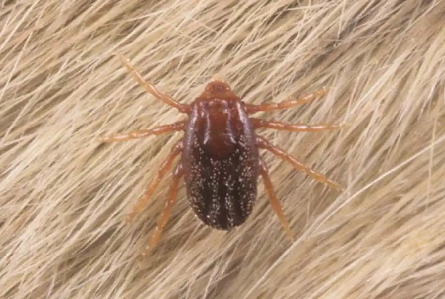 Накапление в альвеолах слюнных желез клещей риккетсии Накапление в альвеолах слюнных желез клещей риккетсии