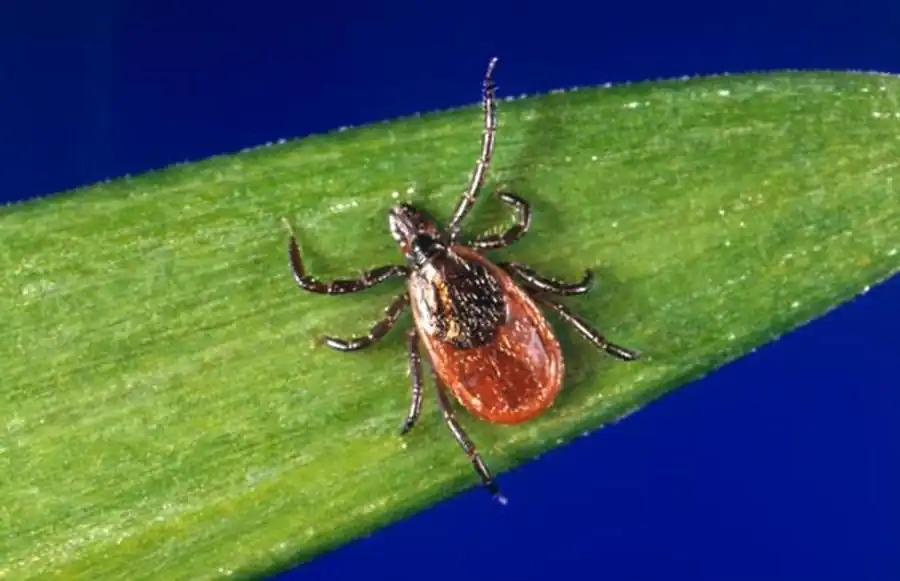 Сродство боррелий к слюнным железам клещей Сродство боррелий к слюнным железам клещей