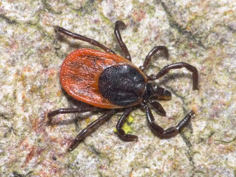 Половая система самки Hyalomma dromedarii Половая система самки Hyalomma dromedarii