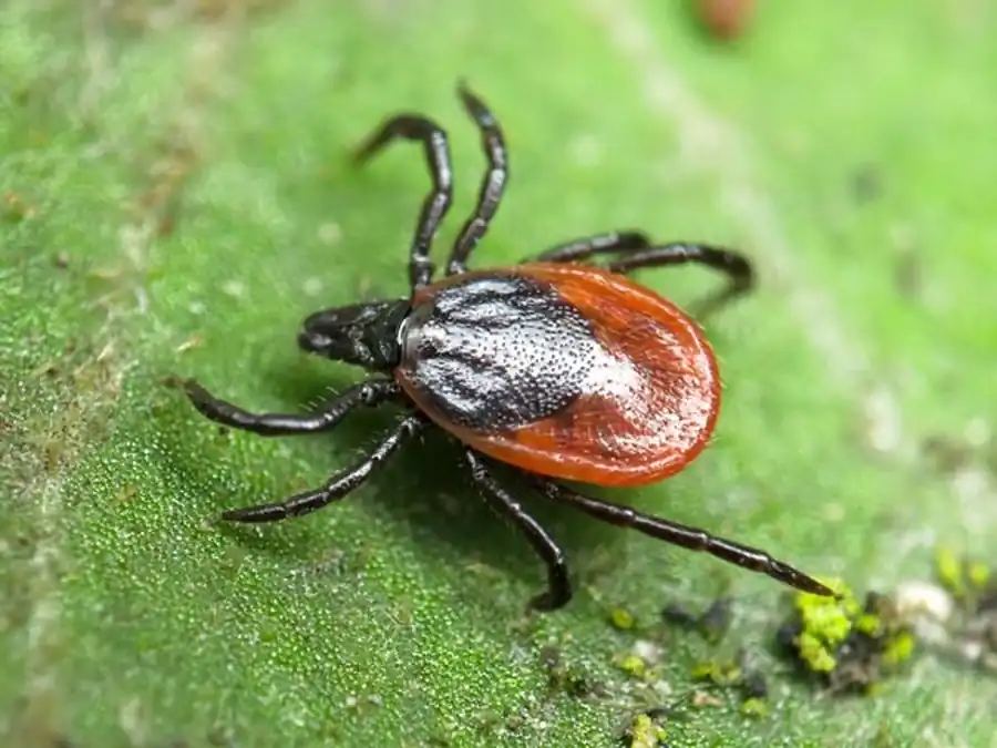 Нервная система и другие ткани клещей Нервная система и другие ткани клещей