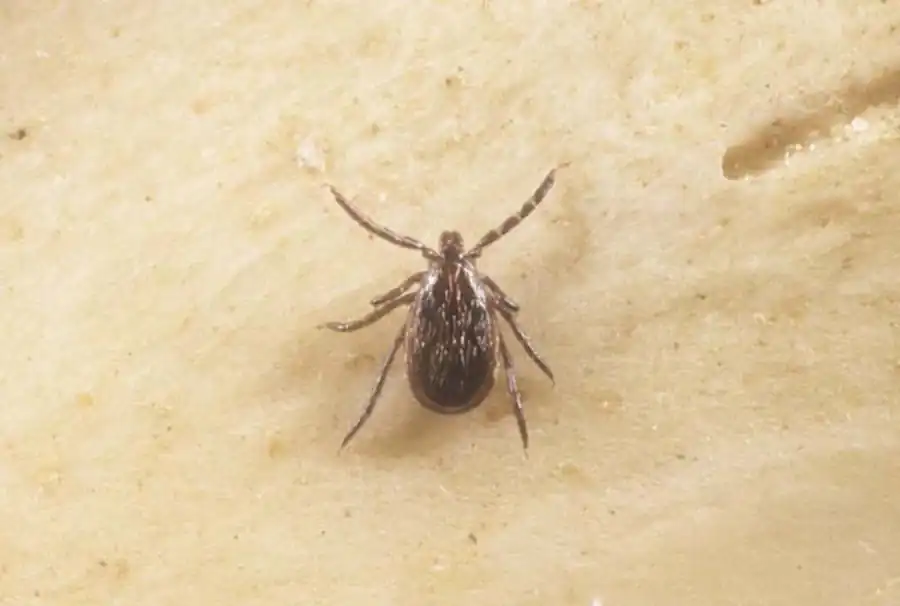 Своеобразие системы клещ—возбудитель Своеобразие системы клещ—возбудитель