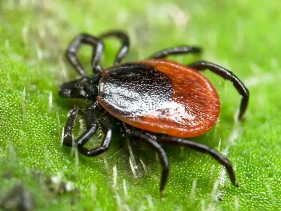 Схема циркуляции вируса внутри клеща Схема циркуляции вируса внутри клеща