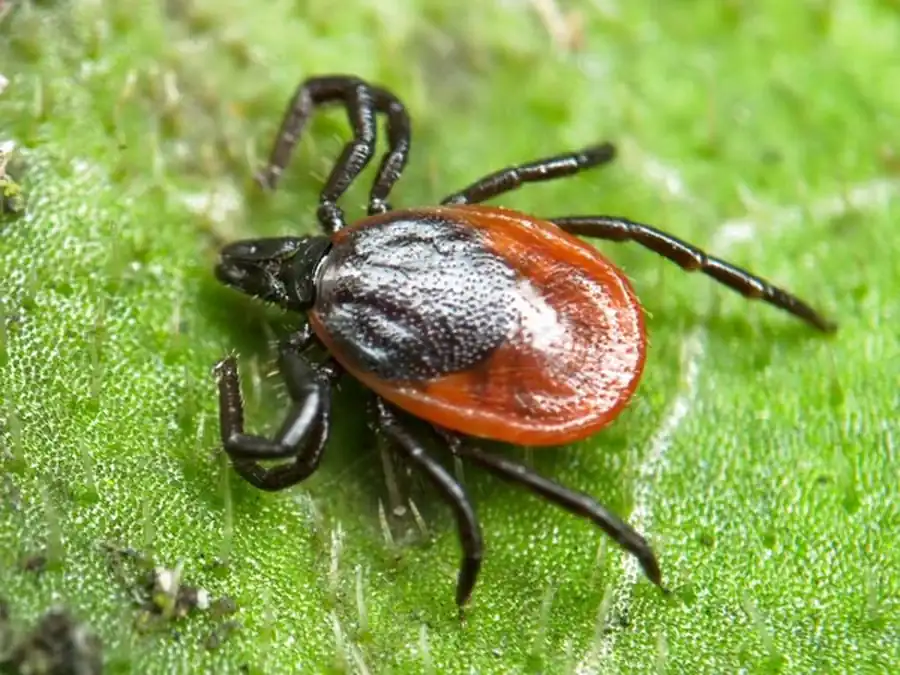 Трансфазовый переход возбудителей Трансфазовый переход возбудителей