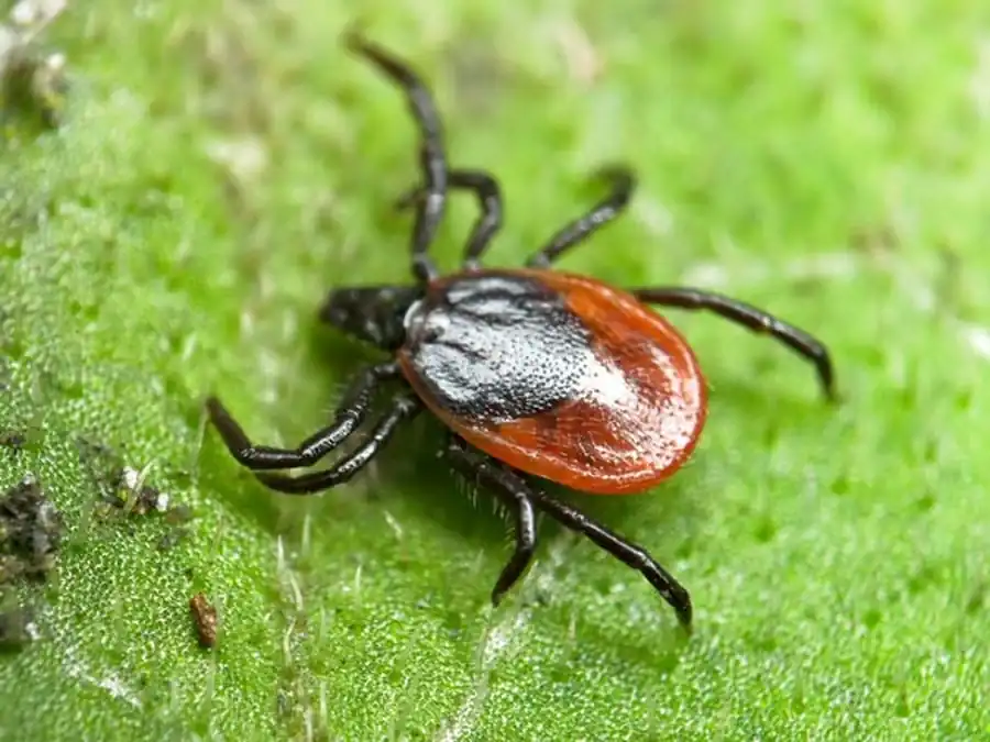 Экс-симбионты клещей Экс-симбионты клещей