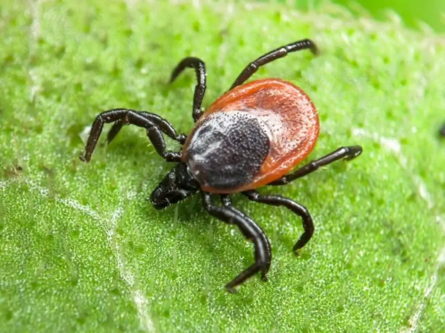 Обмен боррелиями между личинками и нимфами клещей Обмен боррелиями между личинками и нимфами клещей