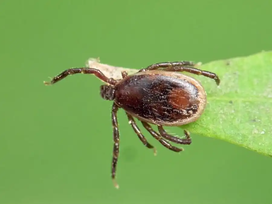 Трансфазовая передача — весьма трудный момент в жизненном цикле практически всех патогенов Трансфазовая передача — весьма трудный момент в жизненном цикле практически всех патогенов