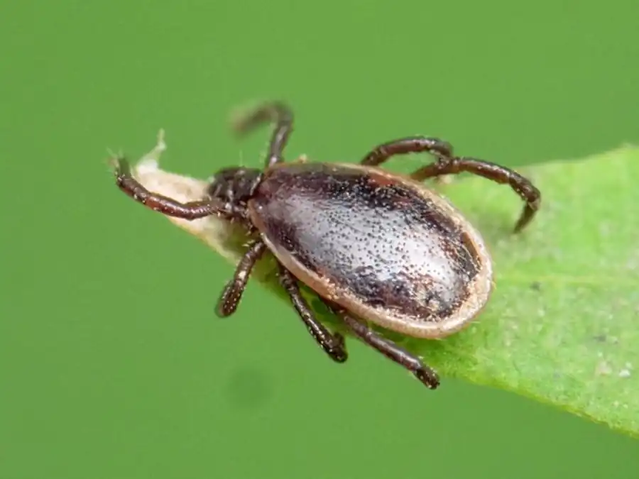 Причины невосприимчивости клещей к патогенам на разных фазах развития Причины невосприимчивости клещей к патогенам на разных фазах развития