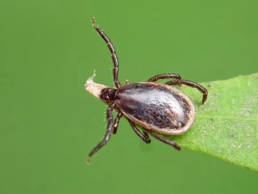 Встречи клещей — носителей патогенов с прокормителями Встречи клещей — носителей патогенов с прокормителями