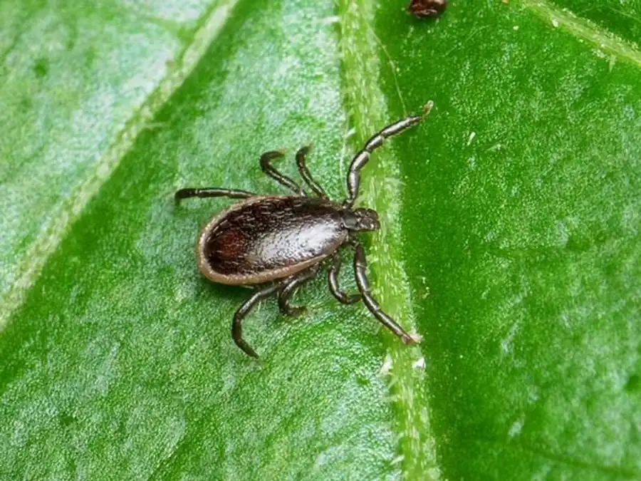 Поведение клещей в основные периоды их жизненной схемы Поведение клещей в основные периоды их жизненной схемы