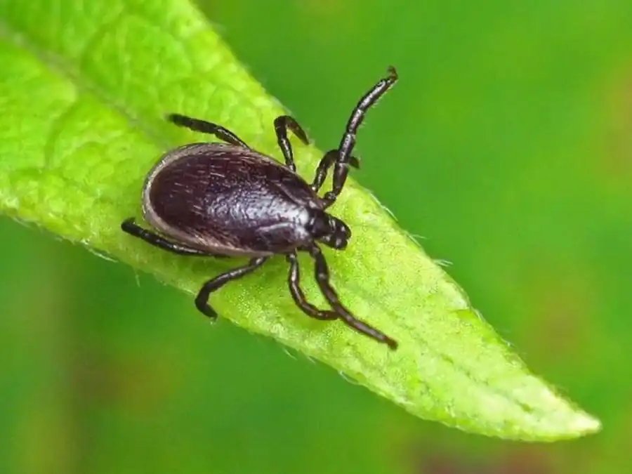 Комплекс рецепторов и органов чувств клещей Комплекс рецепторов и органов чувств клещей