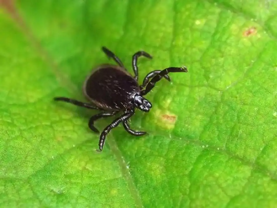 Место прикрепления зараженного клеща Место прикрепления зараженного клеща