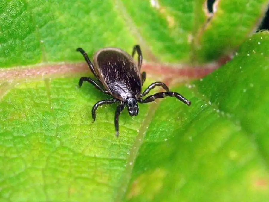 Поведение клещей вне хозяина Поведение клещей вне хозяина