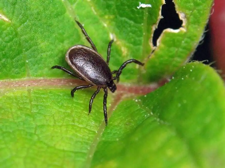 Случайно ли место и время отпадения от хозяев напитавшихся фаз клещей? Случайно ли место и время отпадения от хозяев напитавшихся фаз клещей?