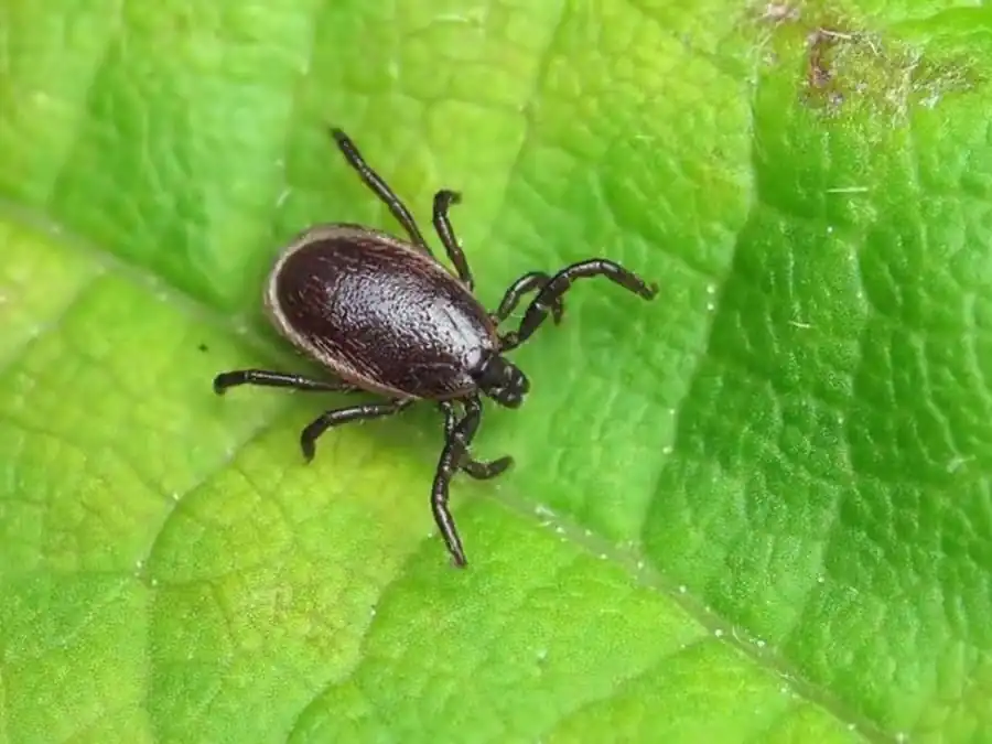 Массовая встречаемость клещей Массовая встречаемость клещей