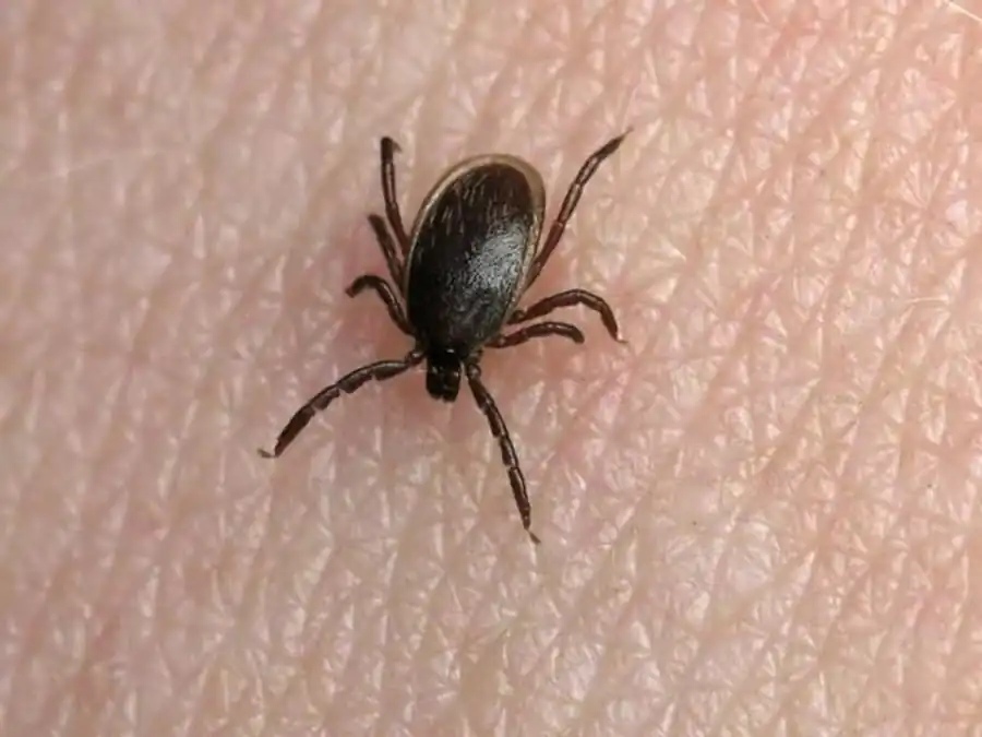 Клещи рода Ixodes относительно малоподвижны Клещи рода Ixodes относительно малоподвижны