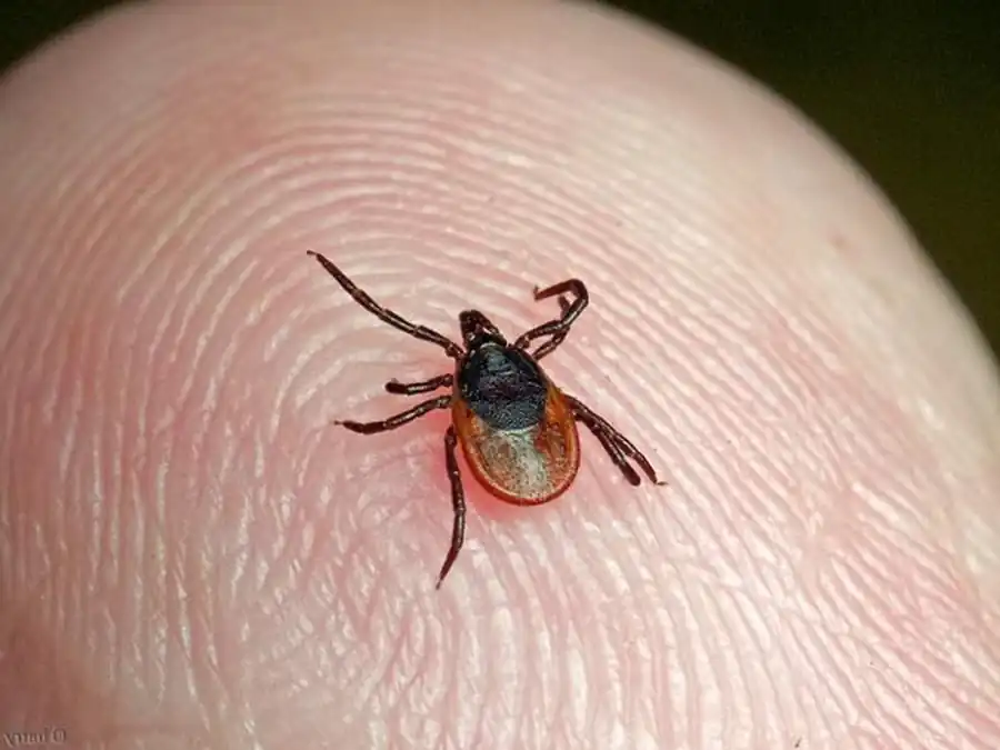 Различия в реакциях самцов и самок клещей Различия в реакциях самцов и самок клещей