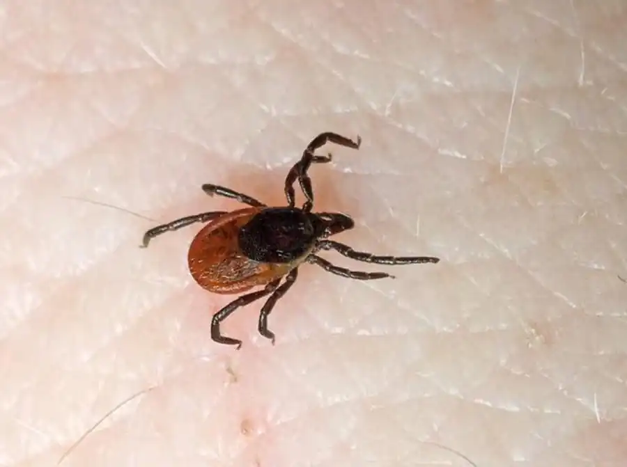 Изменение поведенческих реакций клещей под влиянием возбудителей Изменение поведенческих реакций клещей под влиянием возбудителей