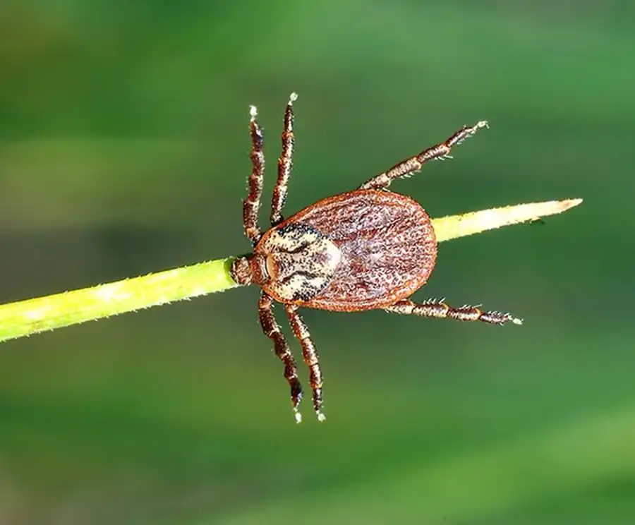 Все Ixodoidea на всех постэмбриональных фазах развития питаются кровью Все Ixodoidea на всех постэмбриональных фазах развития питаются кровью