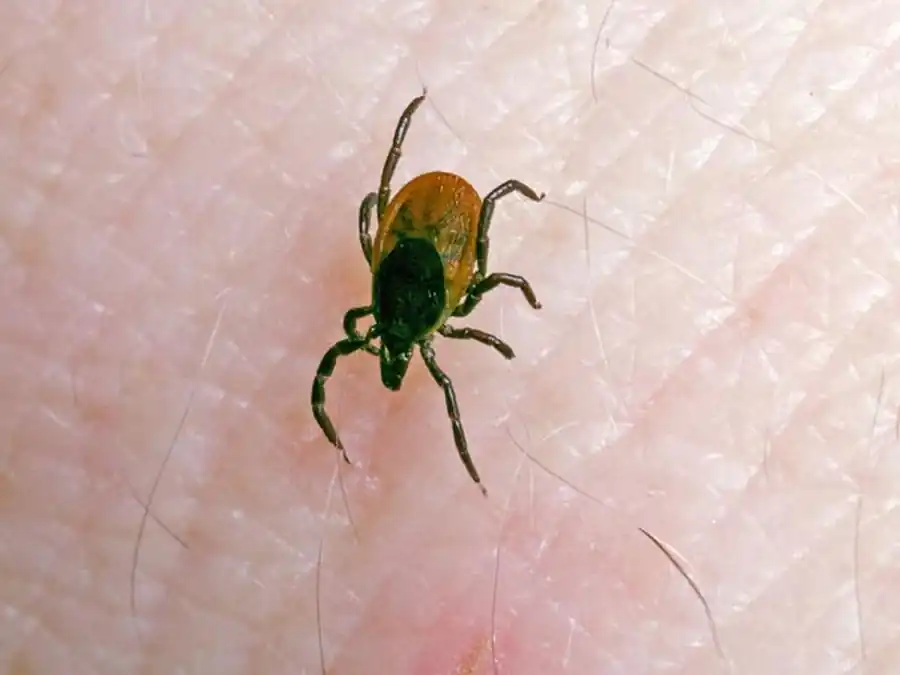 Реакции на внешние стимулы зараженных и незараженных голодных клещей Реакции на внешние стимулы зараженных и незараженных голодных клещей