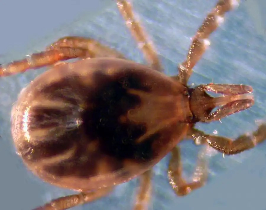 Выживаемость и подвижность незараженных и зараженных вирусом КЭ самок Ixodes persulcatus