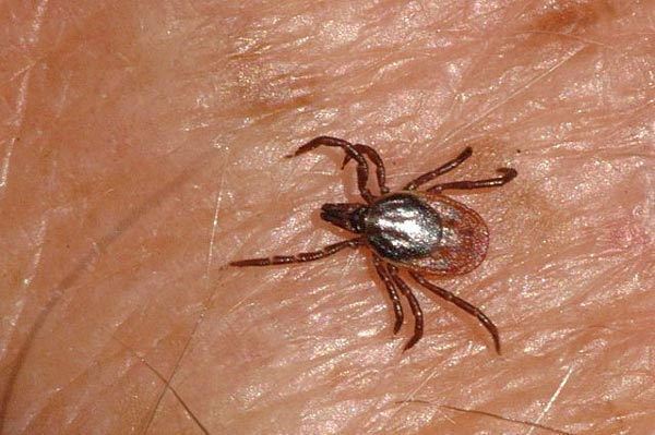 Накопления вируса в теле зараженных клещей