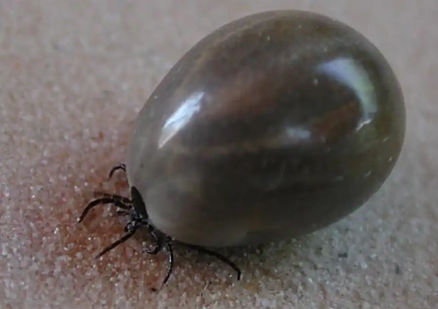 Распределение самцов и самок клещей в зависимости от зараженности вирусом Распределение самцов и самок клещей в зависимости от зараженности вирусом