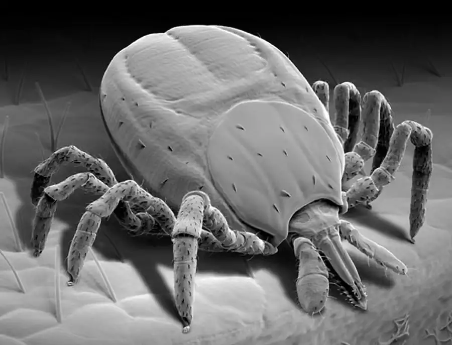 Продолжительность питания, предлиночного периода и масса нимф Ixodes persulcatus Продолжительность питания, предлиночного периода и масса нимф Ixodes persulcatus