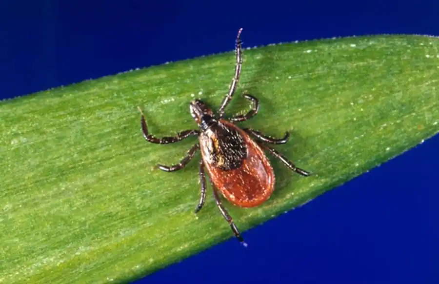 Количество присосавшихся нимф клещей Количество присосавшихся нимф клещей