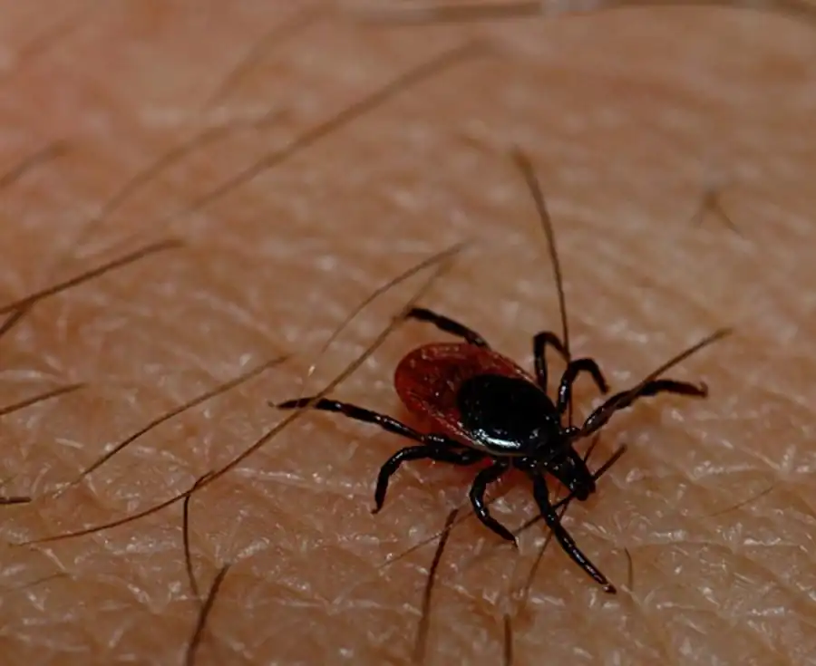 Интенсивность питания иксодовых клещей Интенсивность питания иксодовых клещей