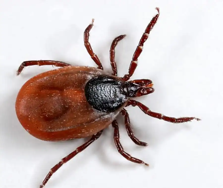 Различия во влиянии запахов на Dermacentor marginatus Различия во влиянии запахов на Dermacentor marginatus