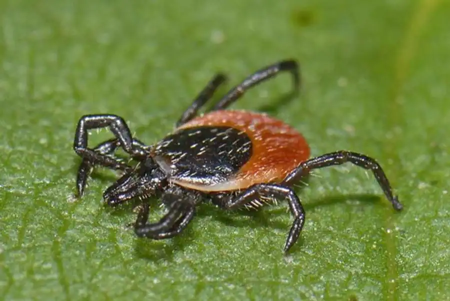 Ускорение отпадения нимф-самцов клещей Ускорение отпадения нимф-самцов клещей