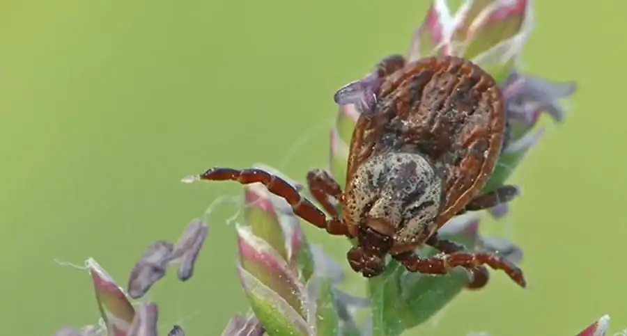 Механизмы присасывания и закрепления клещей на хозяине Механизмы присасывания и закрепления клещей на хозяине