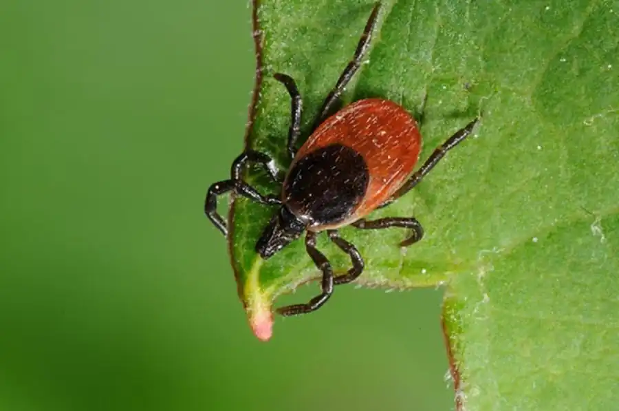 Перемешивание генофонда клещей Перемешивание генофонда клещей