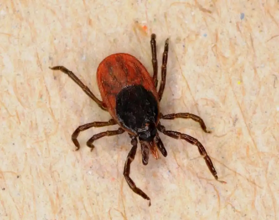 Роль симпатрии популяций клещей-переносчиков для обмена возбудителями и существования очагов трансмиссивных болезней Роль симпатрии популяций клещей-переносчиков для обмена возбудителями и существования очагов трансмиссивных болезней