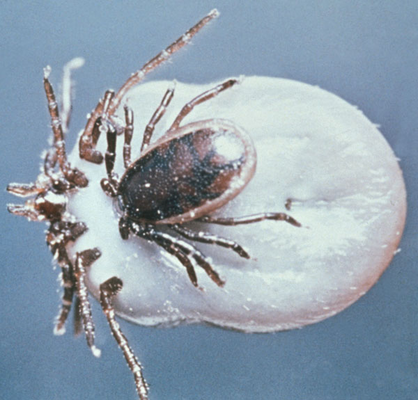Ареал таежного клеща Ixodes persulcatus
