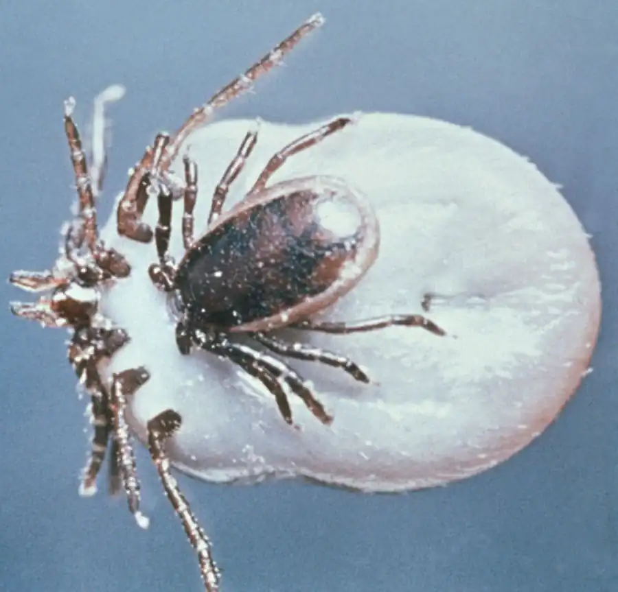 Ареал таежного клеща Ixodes persulcatus Ареал таежного клеща Ixodes persulcatus