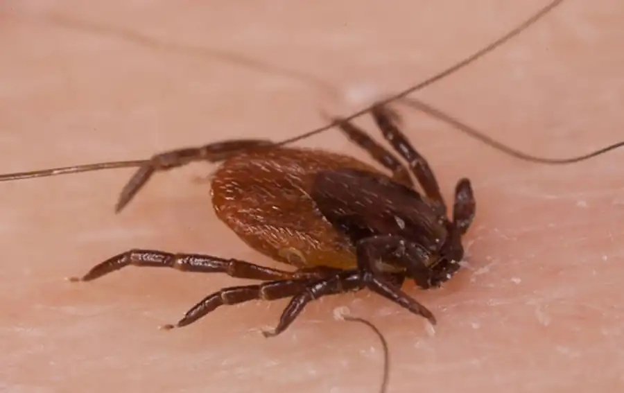 Активация взрослых клещей Активация взрослых клещей