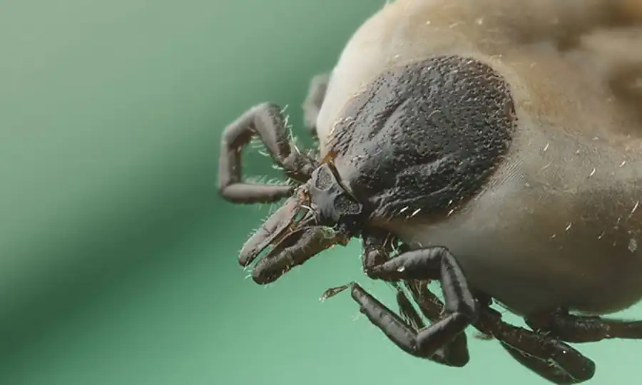 Вирусофорность клещей Вирусофорность клещей