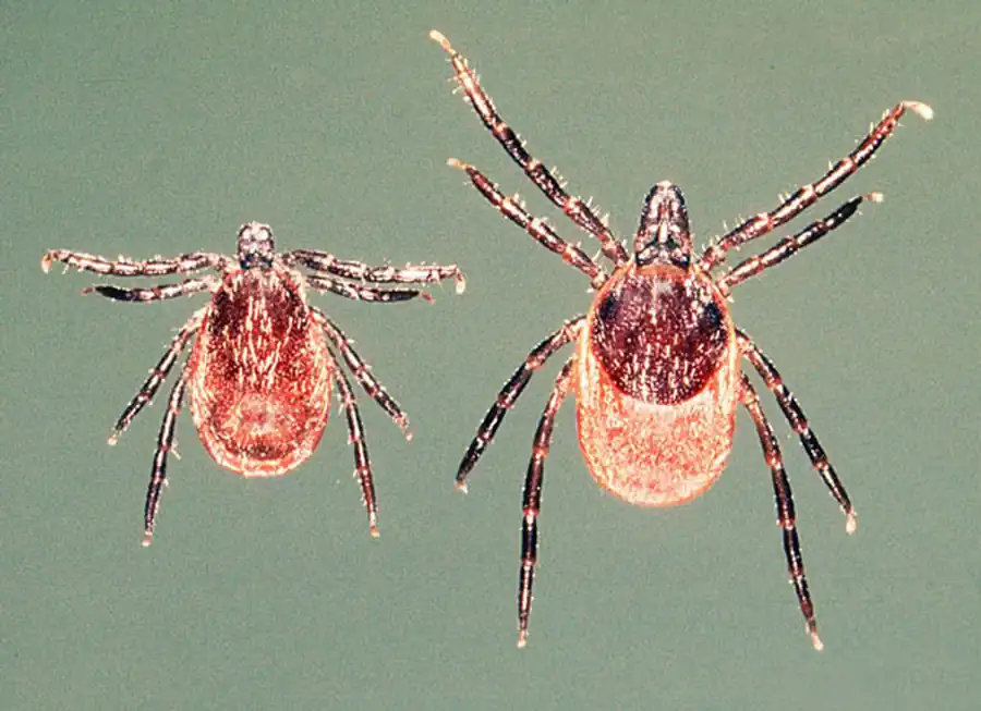 Завозные зараженные экваториальные клещи Завозные зараженные экваториальные клещи