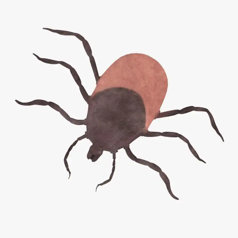 Экстенсивность заражения клещей Экстенсивность заражения клещей